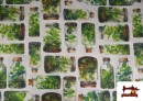 Acheter Tissu Toile Imprimée Terrarium Botanique